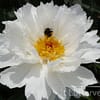 Pioenroos ‘Lois Kelsey’ - Afbeelding 2