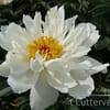 Pioenroos ‘Lois Kelsey’ - Afbeelding 3