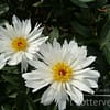 Pioenroos ‘Lois Kelsey’ - Afbeelding 4