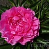 Pioenroos ‘Princess Margaret’ - Afbeelding 4