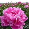 Pioenroos ‘Princess Margaret’ - Afbeelding 2
