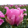 Pioenroos ‘Princess Margaret’ - Afbeelding 3
