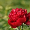 Pioenroos ‘Red Charm’ - Afbeelding 2