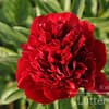 Pioenroos ‘Red Charm’