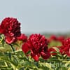 Pioenroos ‘Red Charm’ - Afbeelding 3