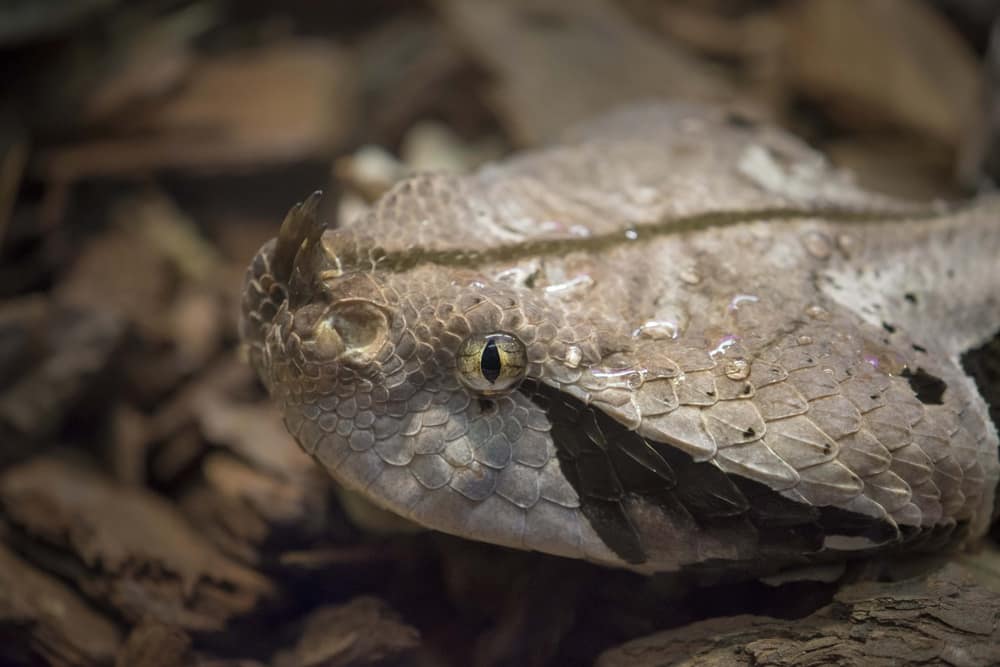 Naturalis Biodiversity Center Leiden