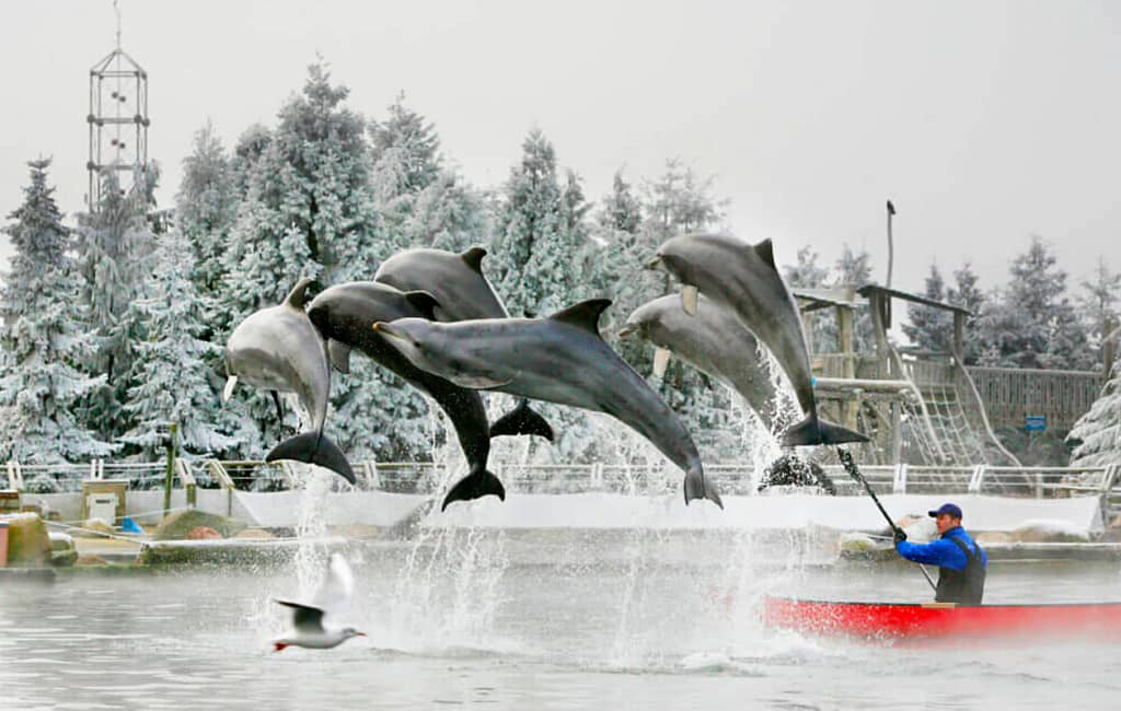 Dolfinarium Lights of Nature