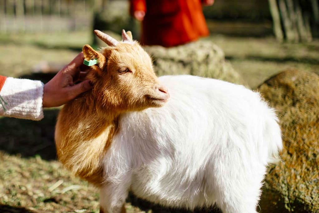 Sanjes Safari waar er zelfs een dierentuin is