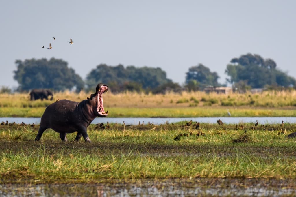 botswana_chobe-national-park_nijlpaard_bek-open_vogels_shutterstock