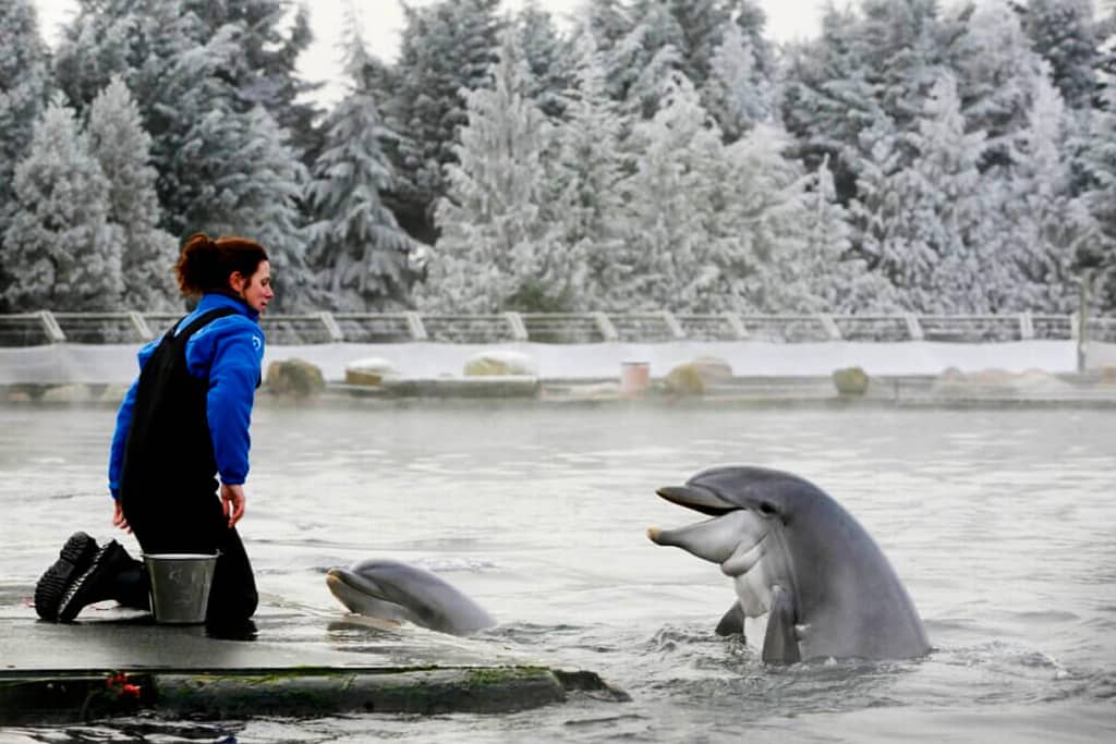 Dolfinarium Lights of Nature
