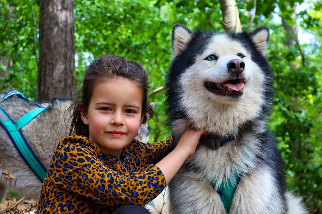 Dutch Husky Experience in de Veluwse bossen in Epe