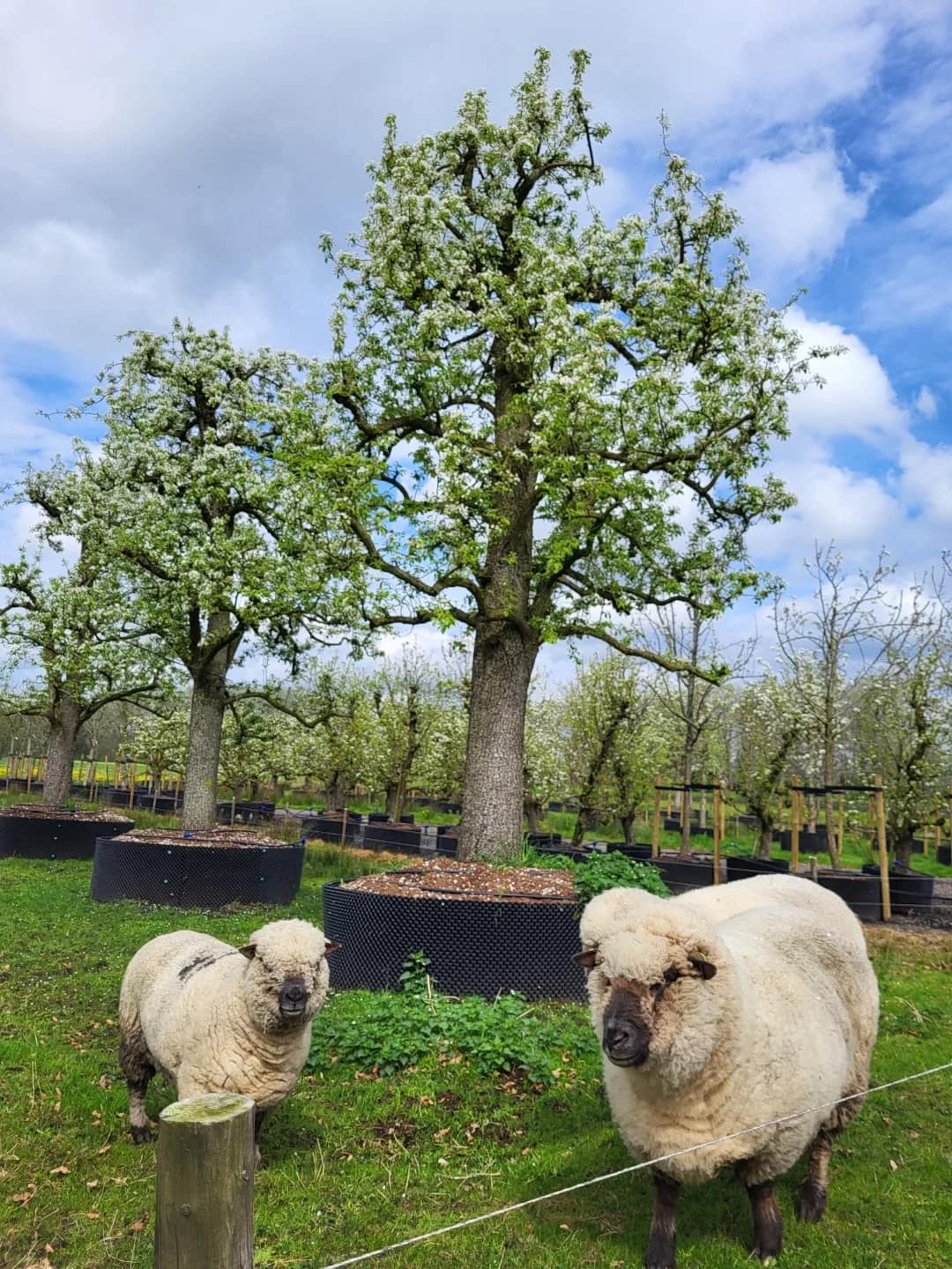 Legipont Handpeer Hoogstam