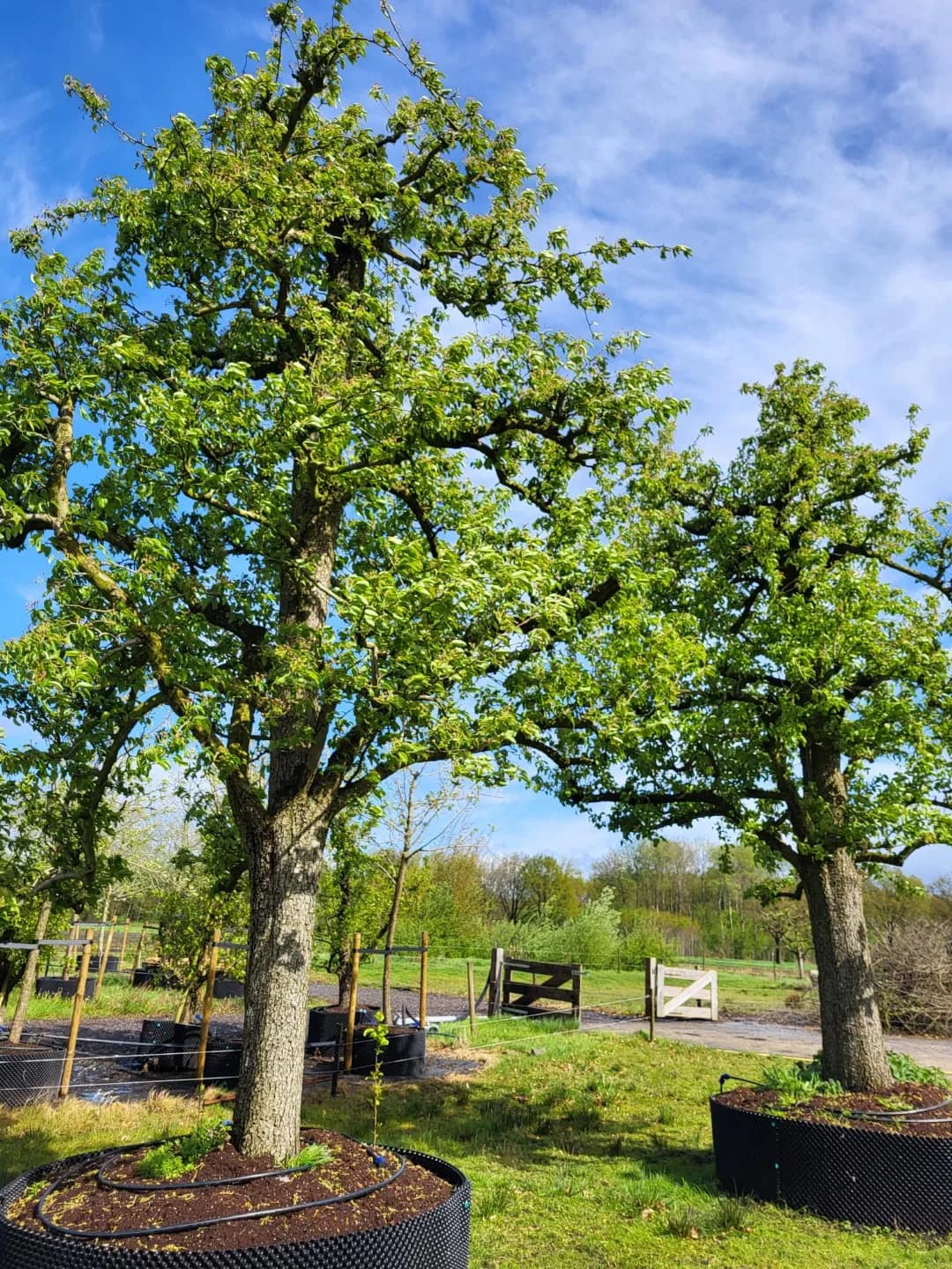 Legipont Handpeer Hoogstam - Afbeelding 9