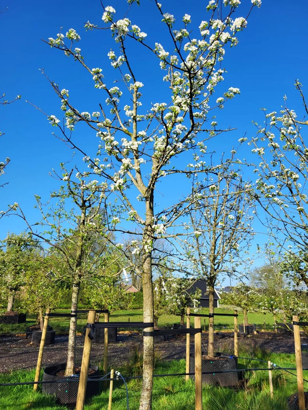 Nouveau poiteau perenboom hoogstam - Afbeelding 5