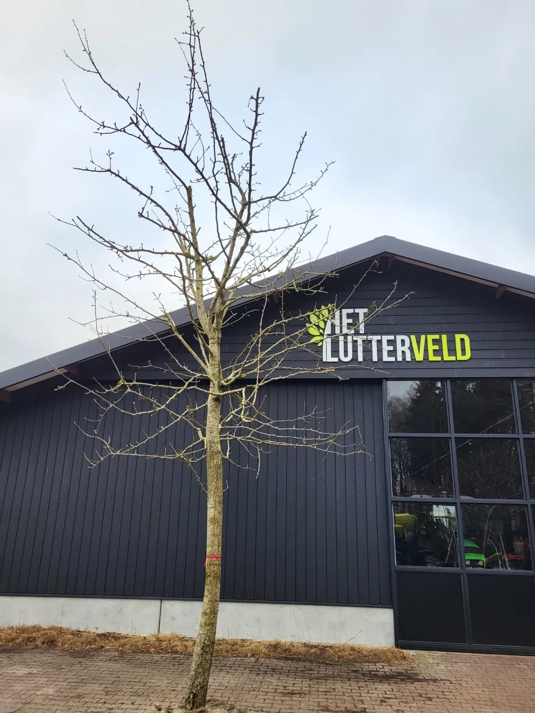 Nouveau poiteau perenboom hoogstam - Afbeelding 2