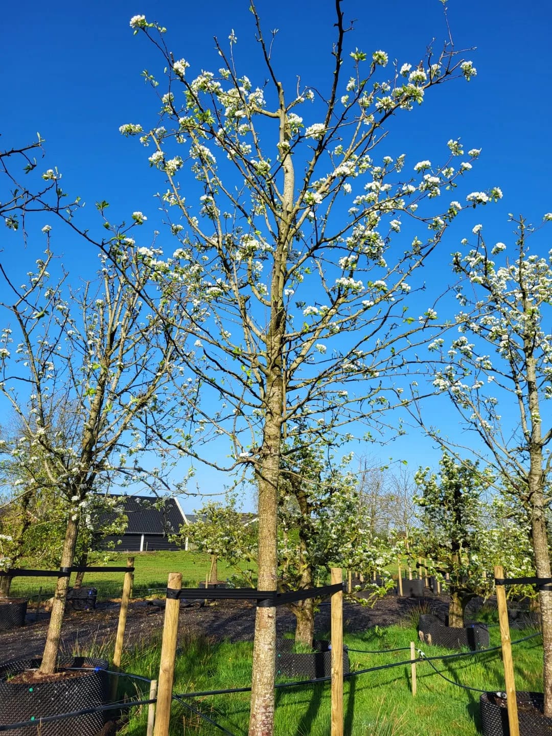 Nouveau poiteau perenboom hoogstam - Afbeelding 6