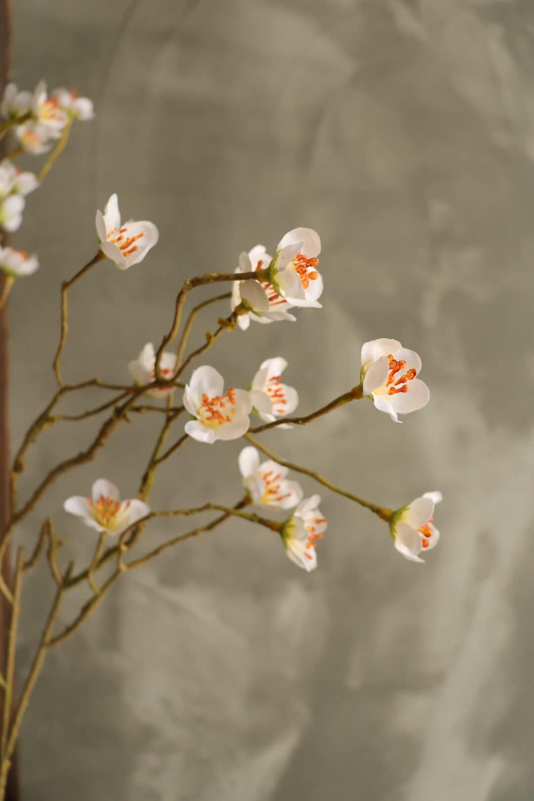 Prunus mume wit - Afbeelding 2