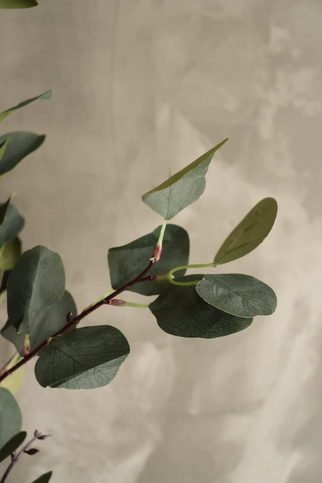 Eucalyptus - Afbeelding 2