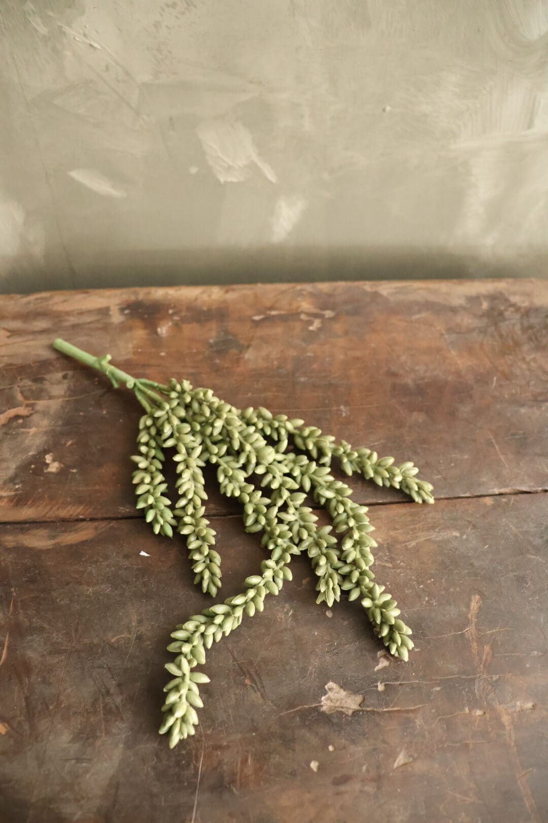 Erwtenplant groen - Afbeelding 4