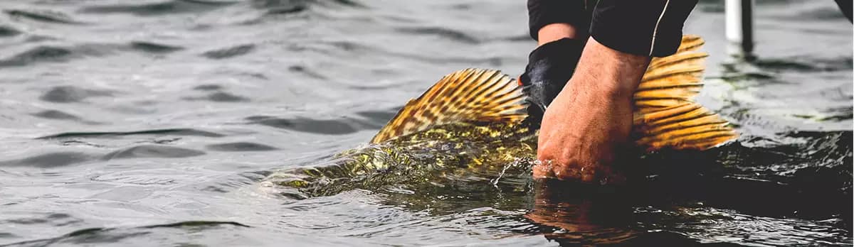 values-catch-release-banner-two (1)