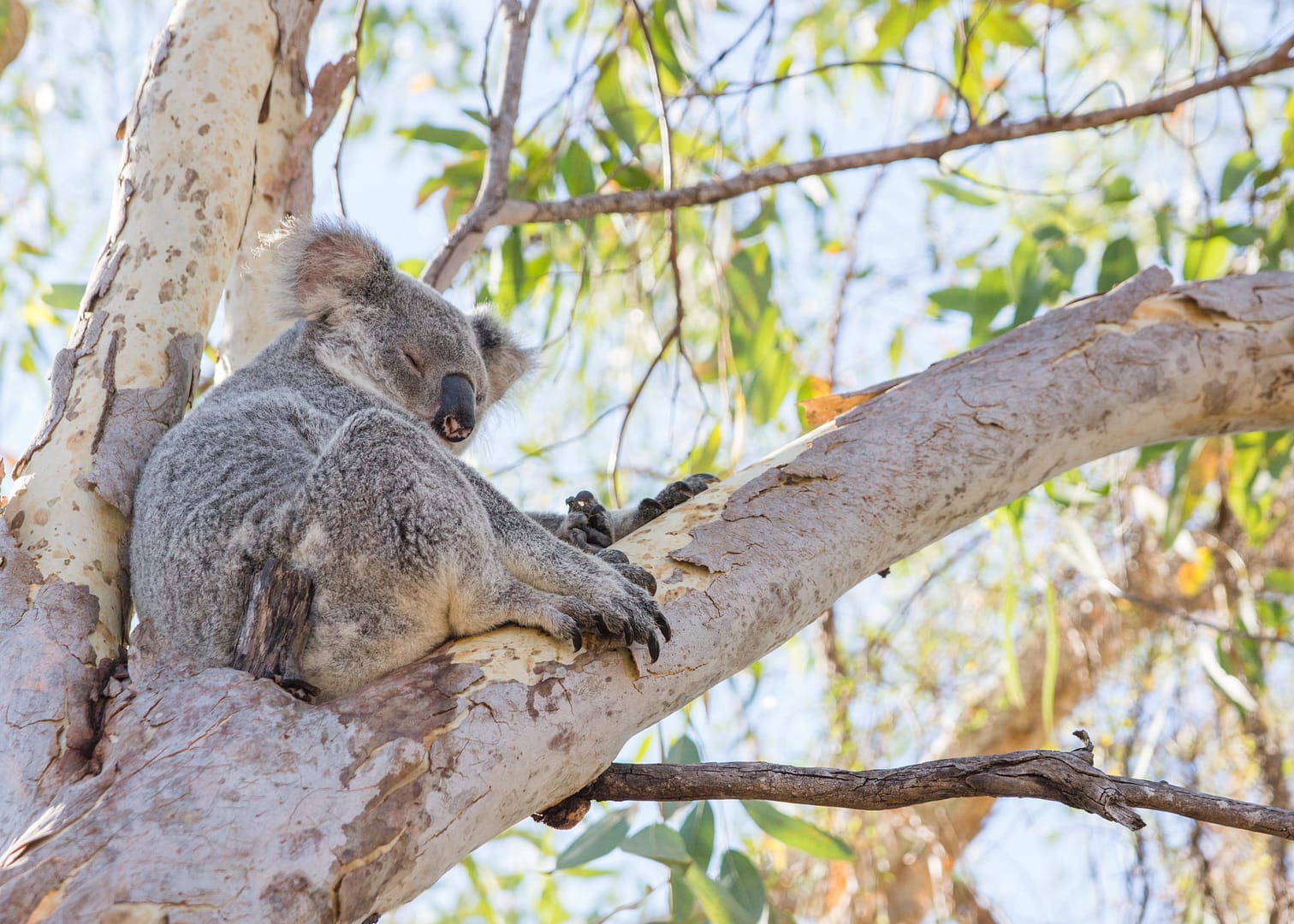 Koala in een boom op Magnetic Island in Australië