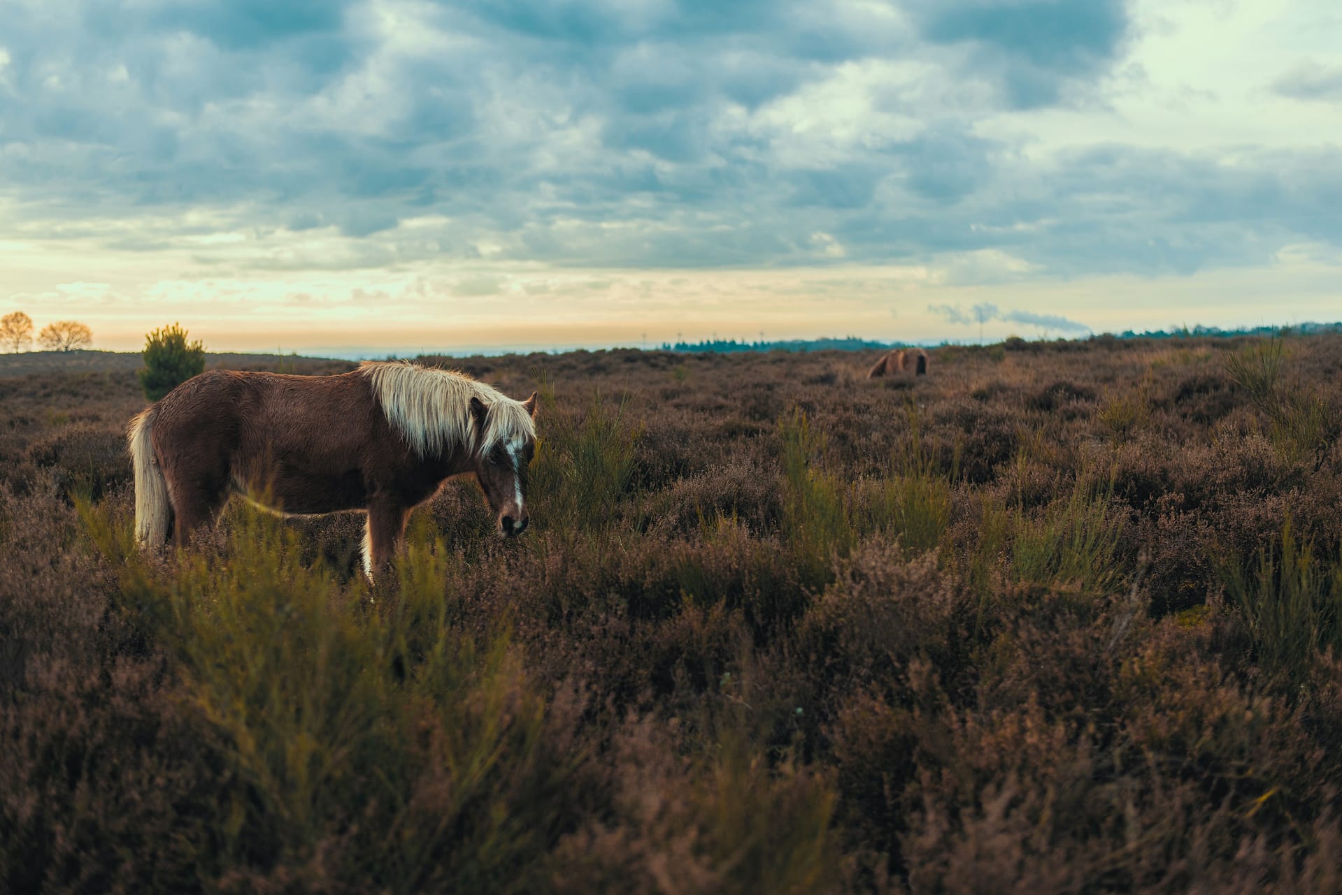 Veluwe-2