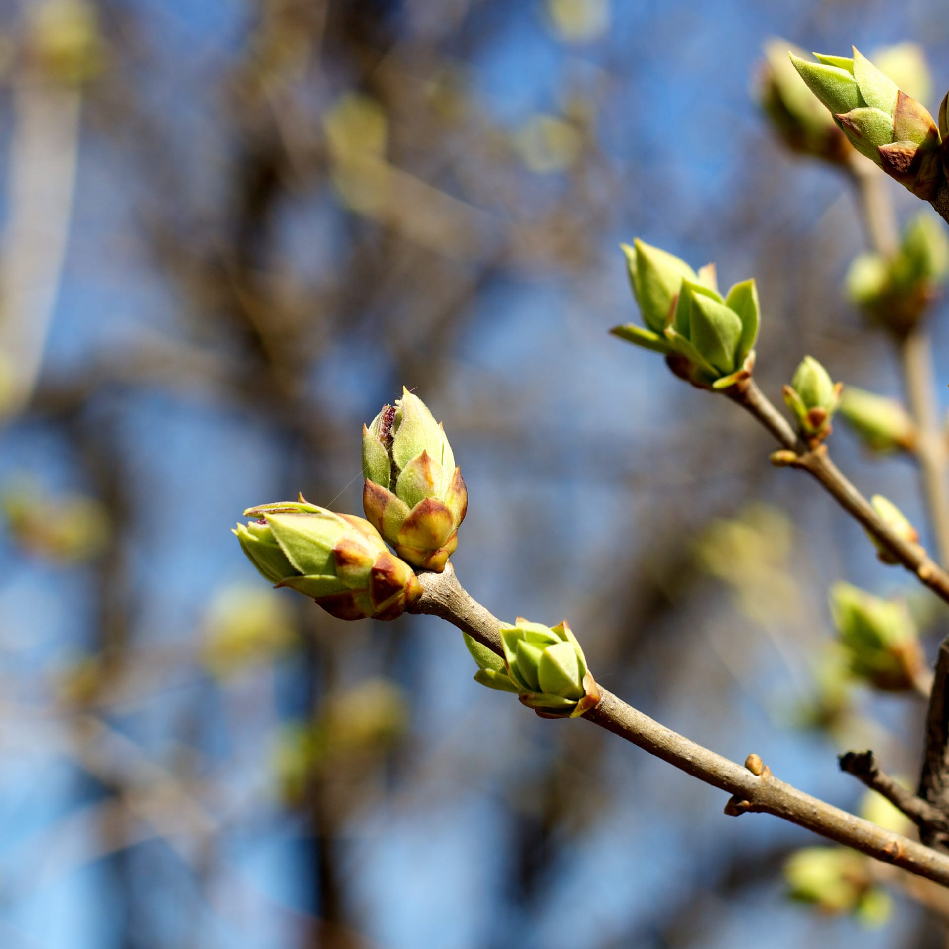 Groene boom in park tijdens het nieuwe seizoen in het groen