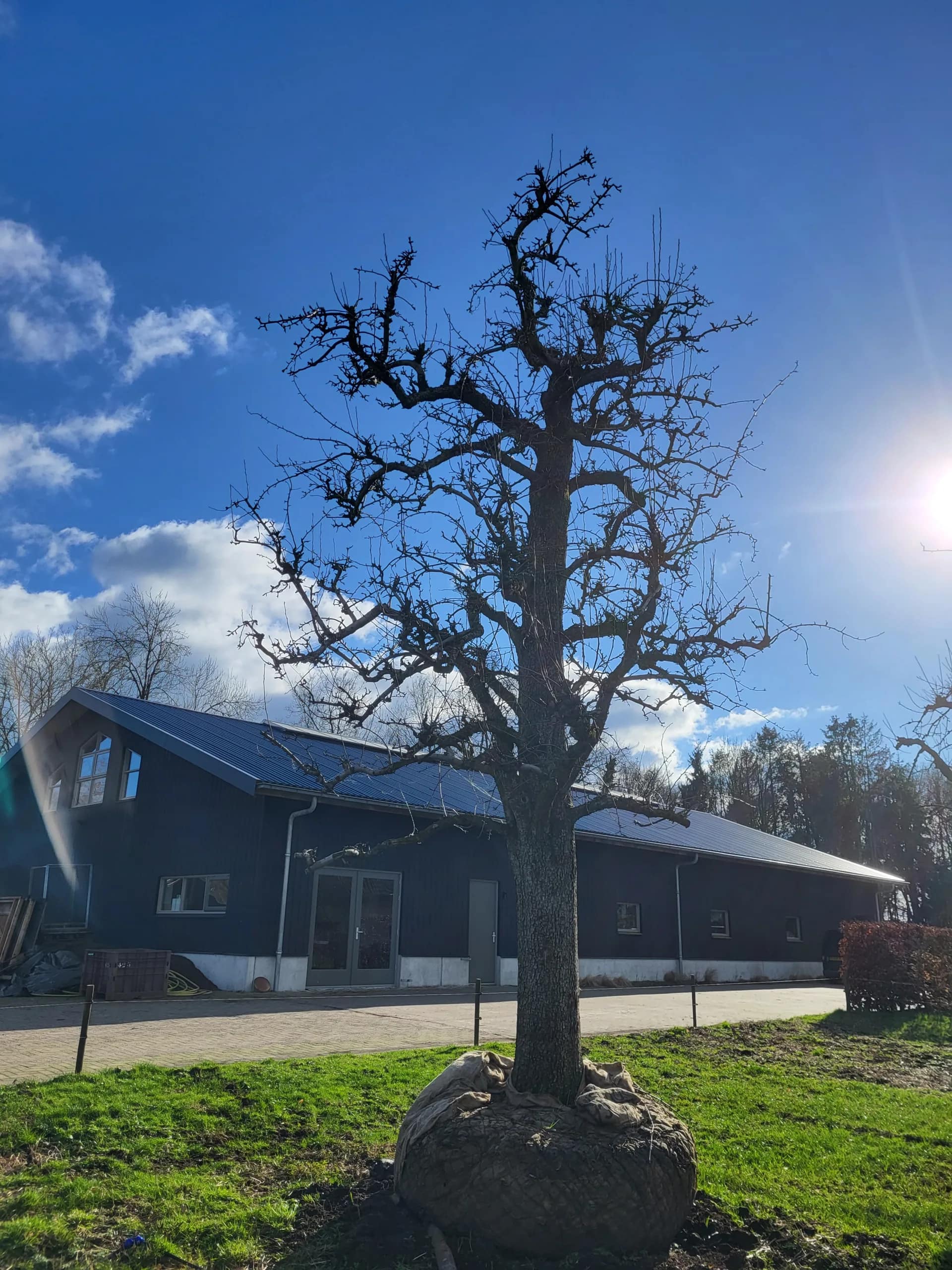 Legipont Handpeer Hoogstam - Afbeelding 5