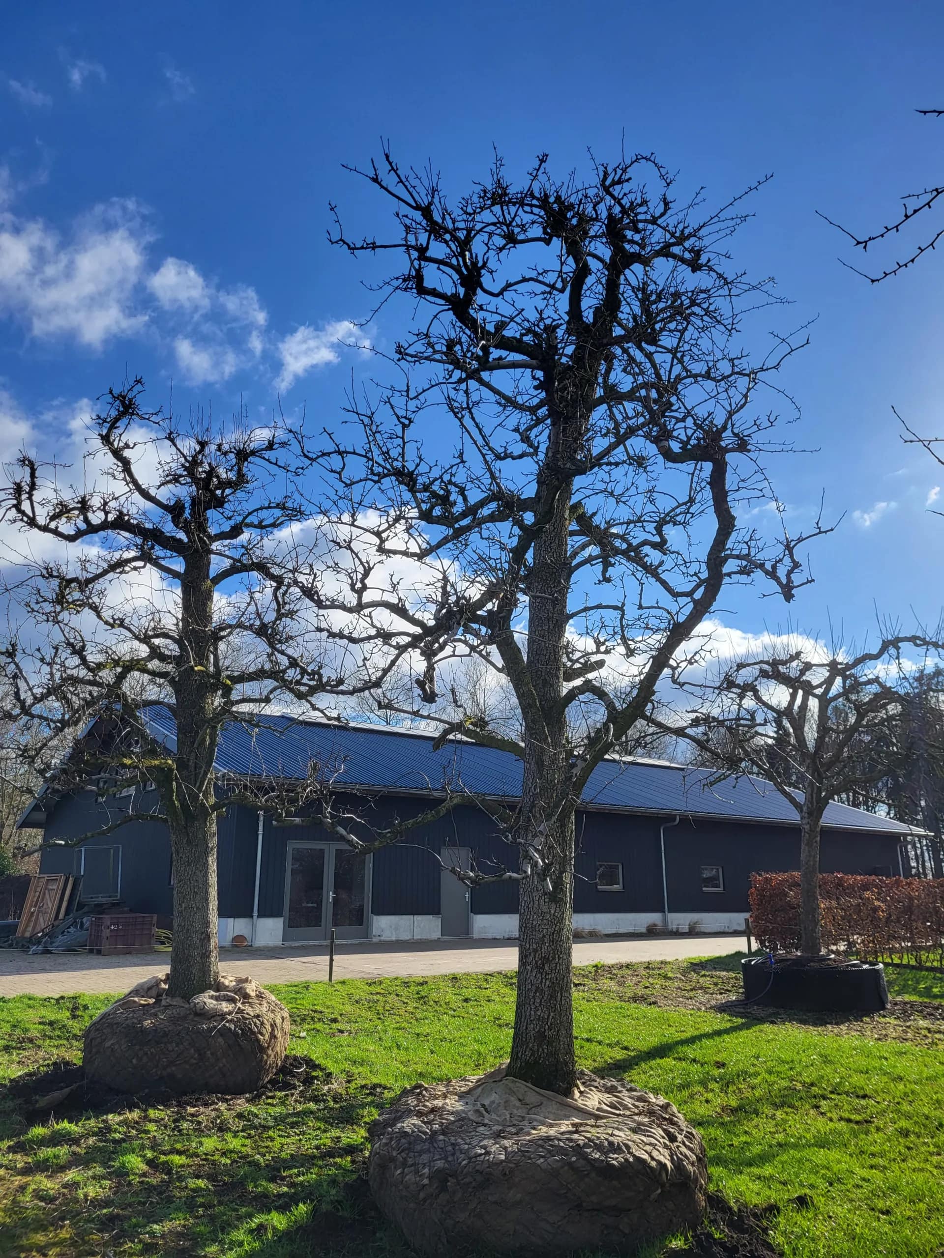 Legipont Handpeer Hoogstam - Afbeelding 6