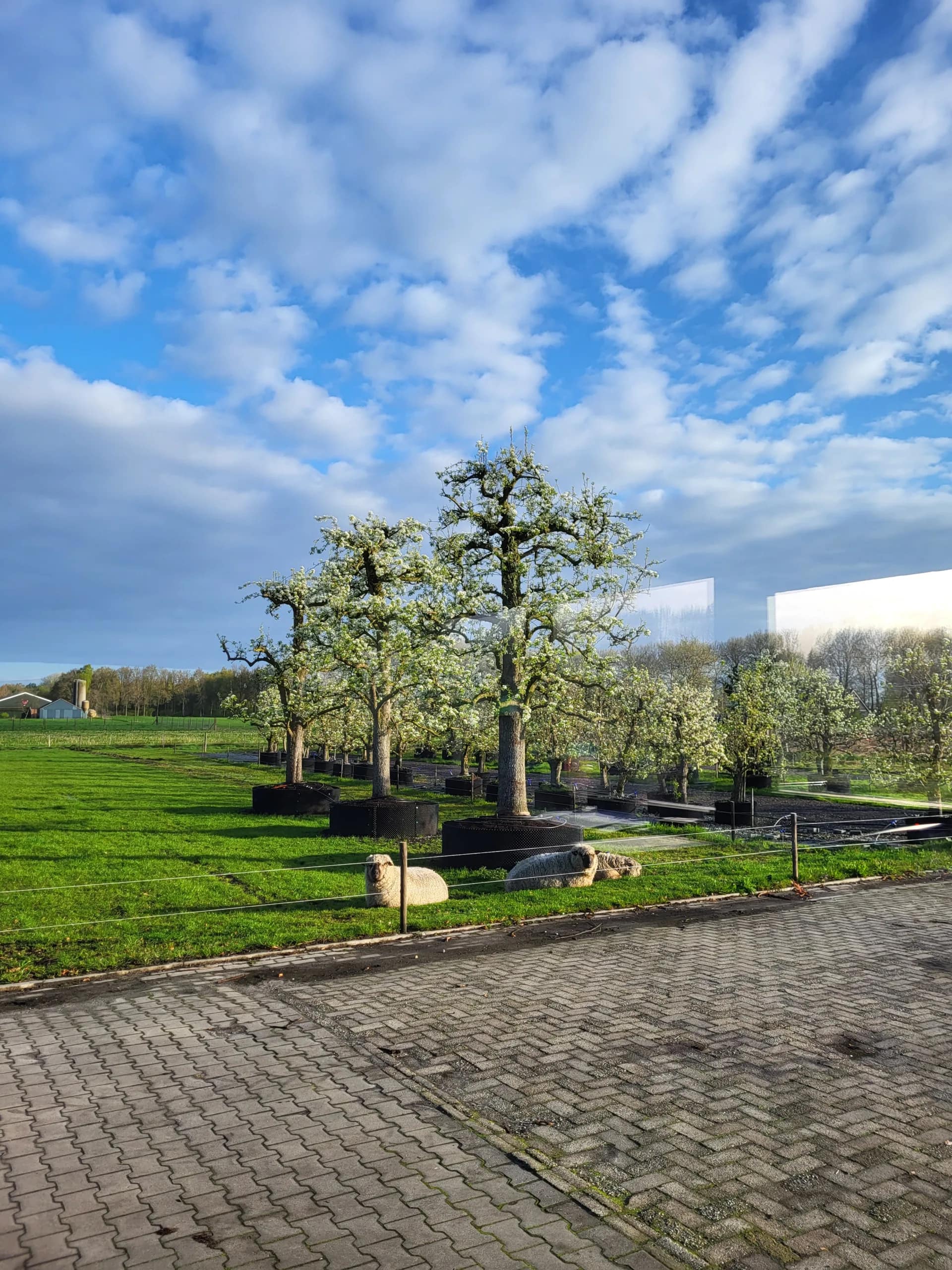 Legipont Handpeer Hoogstam - Afbeelding 3