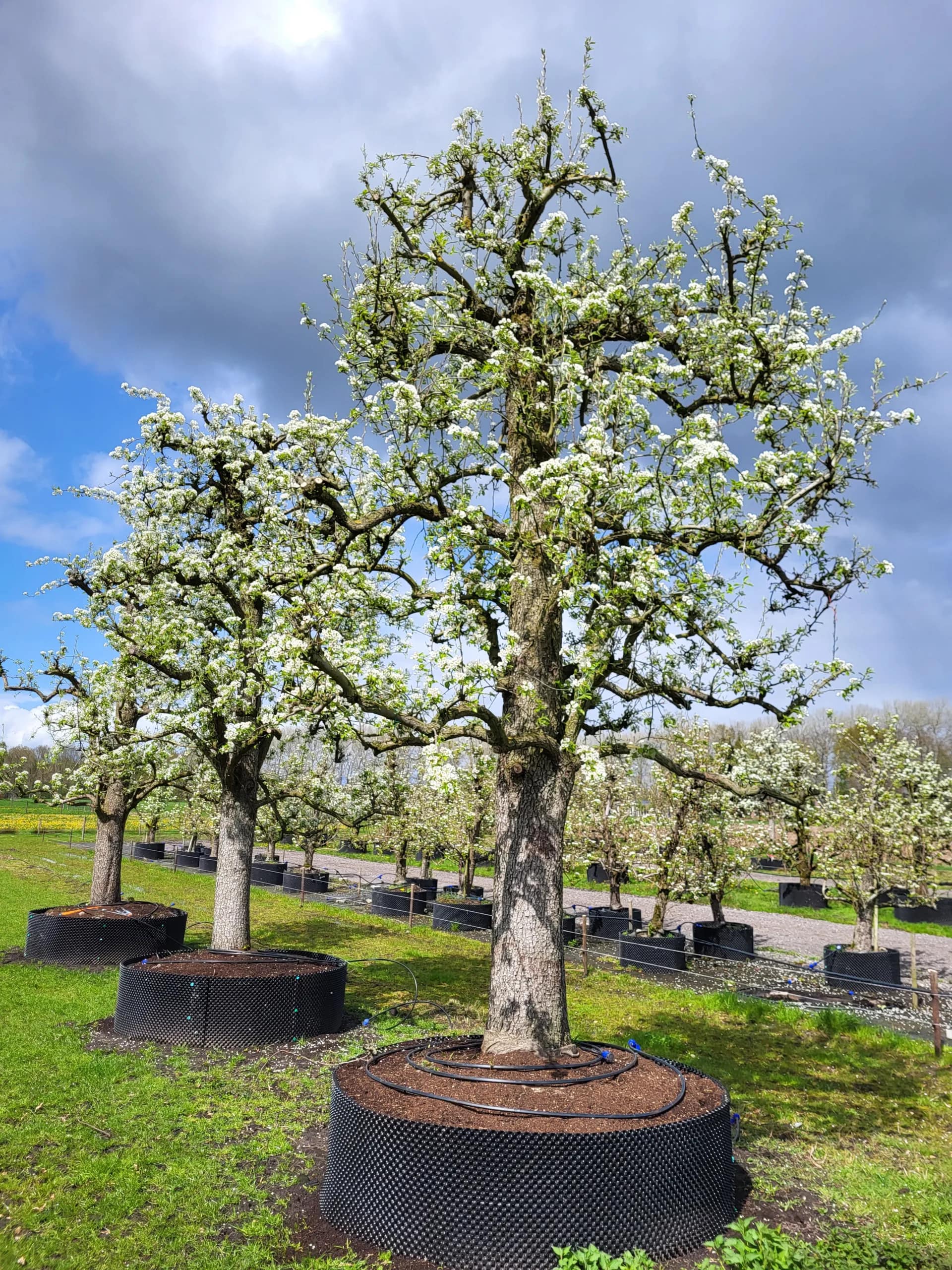 Legipont Handpeer Hoogstam - Afbeelding 4