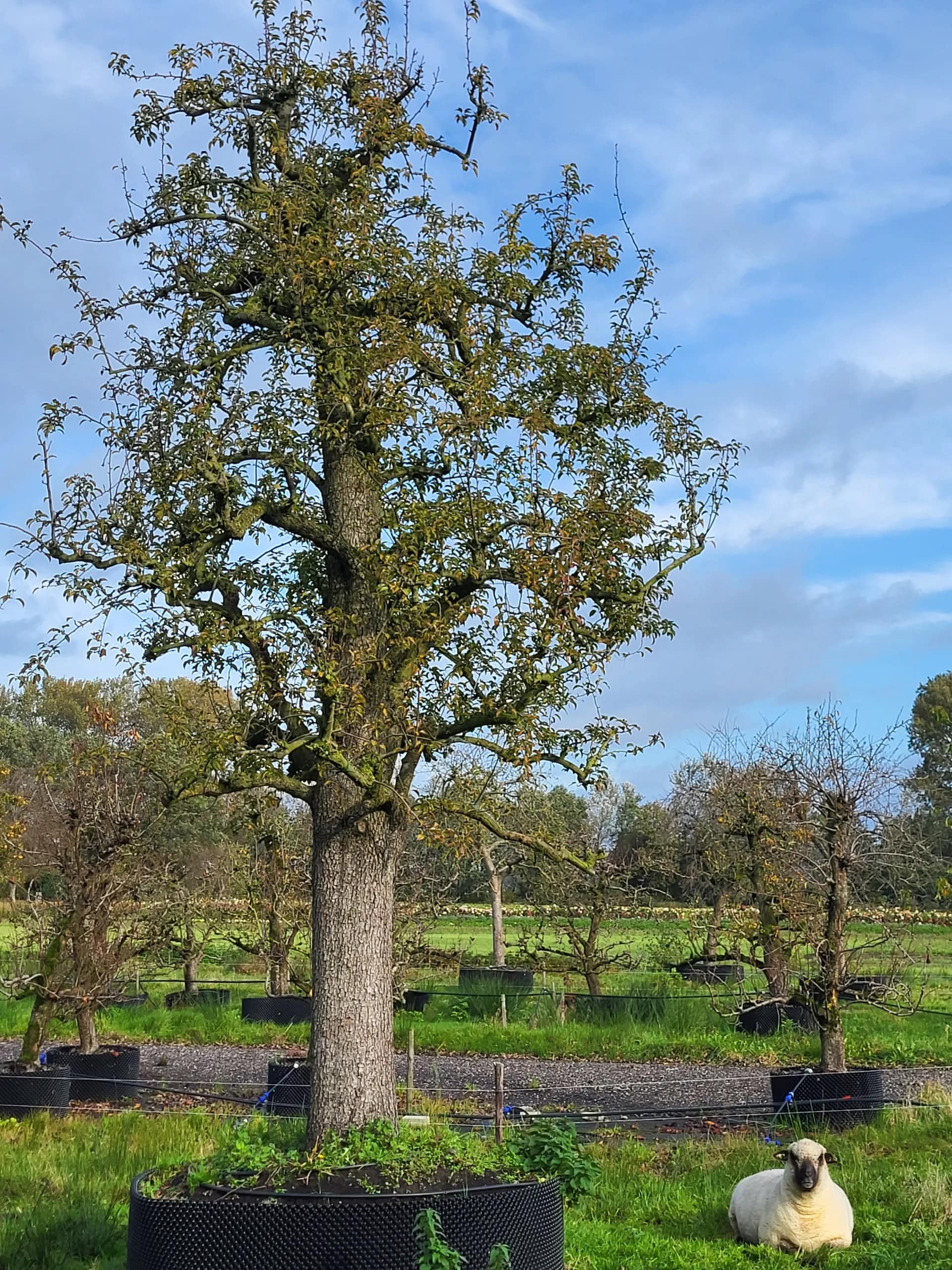 Legipont Handpeer Hoogstam - Afbeelding 2