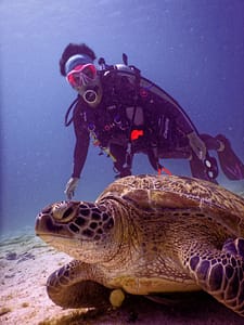 Aruba is het eiland voor duiken en snorkelen