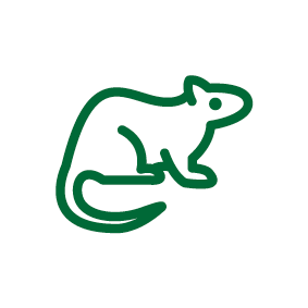 Ratten en knaagdieren