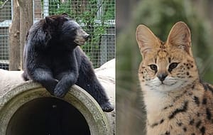 Exotischer dieren in Dierenpark Zie-ZOO