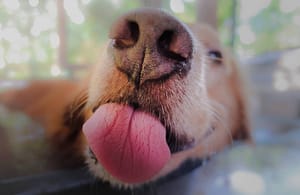 Gezelschapsdieren - Dierenartsenpraktijk Vriezenveen