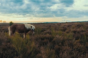 Veluwe-2