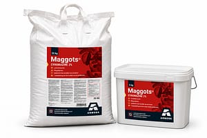 Maggots