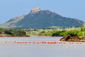 Flamingos
