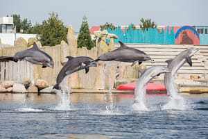 Schiterende shows in het Dolfinarium Harderwijk.