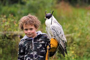 Roofvogel workshop bij Vogelarij Falcon Crest Eindhoven