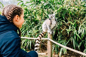 Dierenrijk in Mierlo