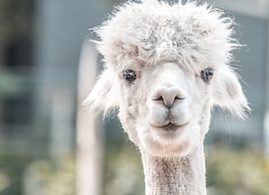 Almere jungle dierenpark