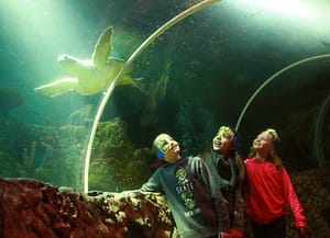 Sea Life Blankenberge in België