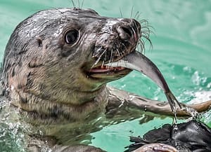 Het centrum voor zeehonden Pieterburen