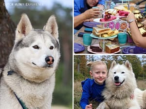 Dutch Husky Experience en High Tea in Epe