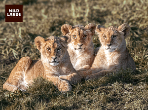 Dierentuin Wildlands in Emmen