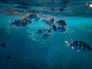 Barbados onder water