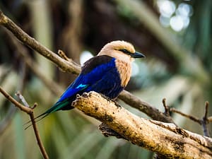 Geweldige natuur in Gambia