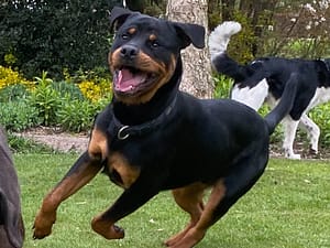 Hybride Hondencursus: Puber